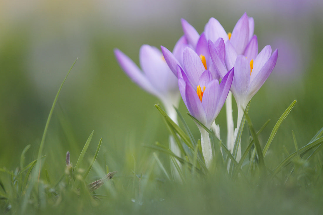 Lentebloemen en regenwater: de perfecte combinatie