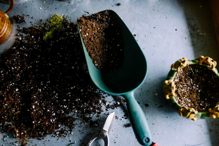 Groene tuin met planten die water krijgen uit een regenton
