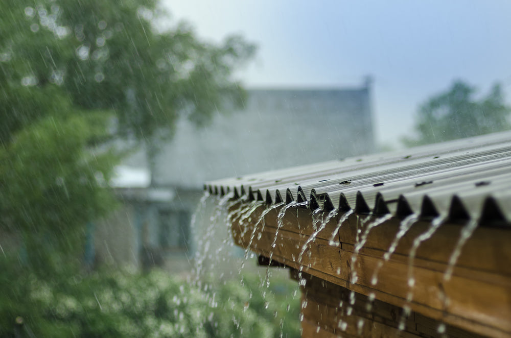 Waarom regenwater beter is voor je planten dan kraanwater